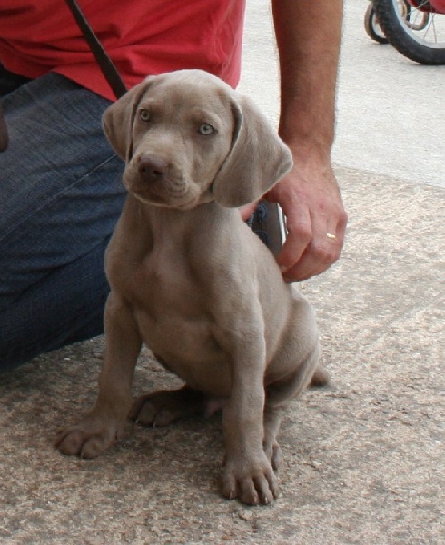 chiots d'Alya et T'skool 2012