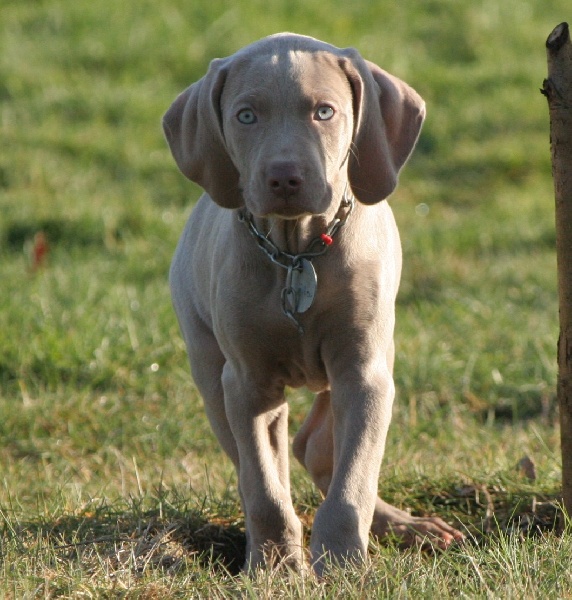 chiots de Douna et Urbino