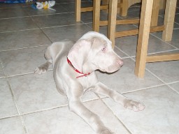 Alya