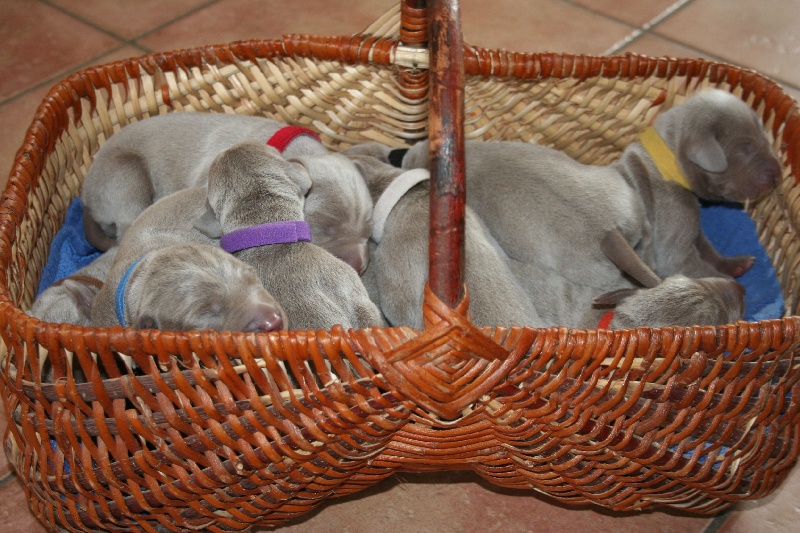 chiots 2013 Douna et Fegor bel